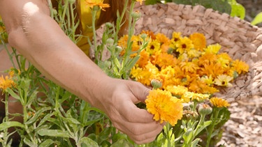 Kräuter (Ringelblumen, Sellerie, Minze) ernten und konservieren im Querbeet-Garten mit Sabrina Nitsche | Bild: BR / Tibor Blasy