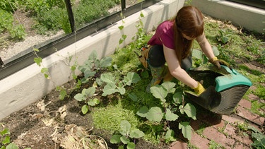Pflanzenjauche und Mulch im Querbeet-Garten mit Sabrina Nitsche: Mulch im Gewächshaus verteilen | Bild: BR / Michael Ackermann