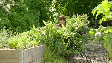 Pflanzenjauche und Mulch im Querbeet-Garten mit Sabrina Nitsche: Beinwell ernten | Bild: BR / Michael Ackermann
