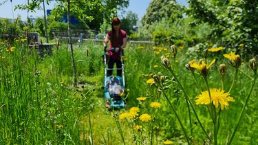 Pflanzenjauche und Mulch im Querbeet-Garten mit Sabrina Nitsche: Wege in der Blumenwiese mähen | Bild: BR / Michael Ackermann