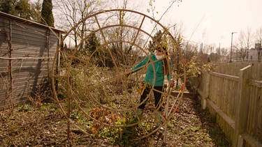Rosenrankgerüst bauen und Wildrosen pflegen | Bild: BR / Marion Heinz