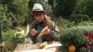 Saatgut ernten und aufbereiten mit Sabrina Nitsche im Querbeet-Garten: Samen der Einlege-Gurke gewinnen | Bild: BR / Marion Heinz