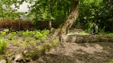 Stauden verpflanzen im Querbeet-Garten mit Sabrina Nitsche: Schattengarten | Bild: BR / Michael Ackermann