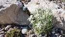 Leontopodium alpinum ’Mont Blanc’ (Edelweiß) | Bild: Julia Schade