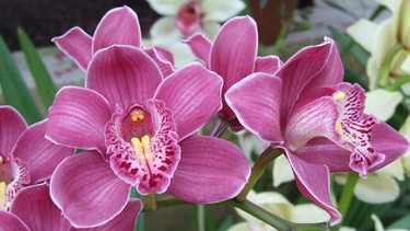 Orchideenblüten | Bild: Sabrina Nitsche