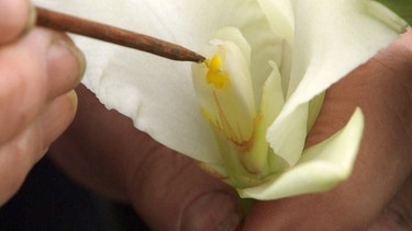 Mehrgattungshybriden-Orchideen | Bild: BR