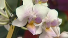 Orchideen kreuzen mit Galina Stoppel (Strullendorf, Lkr. Bamberg) | Bild: BR / Bernd Nitsche / Marion Heinz / Marcus Marschall