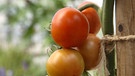 Resistente Tomaten: Sorte 'Phantasia' | Bild: BR / Tino Müller