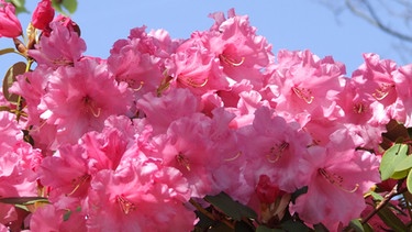 Rhododendron | Bild: BR