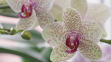 Orchidee (Phalaenopsis) im Glas mit Sabrina Nitsche | Bild: BR / Bernhard Finger
