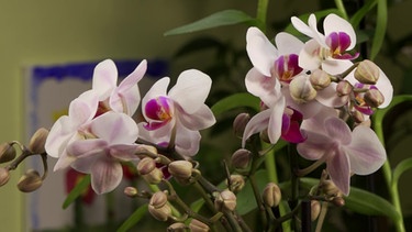 Orchideen richtig düngen - Tipps von Sabrina | Bild: BR