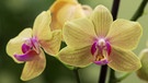 Orchideen düngen | Bild: BR