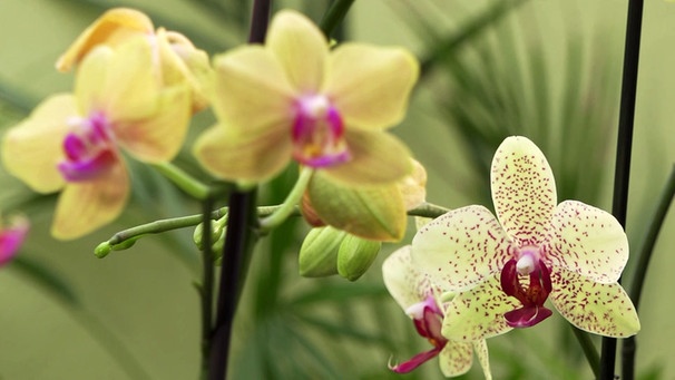 Orchideen (Phalaenopsis) richtig schneiden | Bild: BR