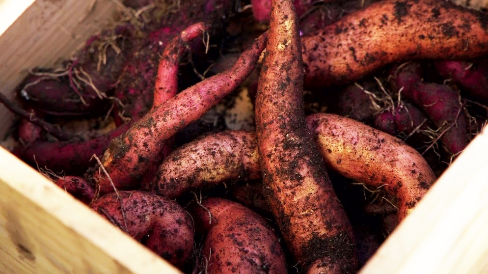 In Kenia werden Süßkartoffeln angebaut, weil sie widerstandsfähiger sind gegen klimatische Schwankungen als das Hauptnahrungsmittel Mais.  | Bild: BR