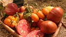 Tomaten: Sortenvielfalt | Bild: BR