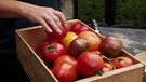 Tomaten vermehren | Bild: BR