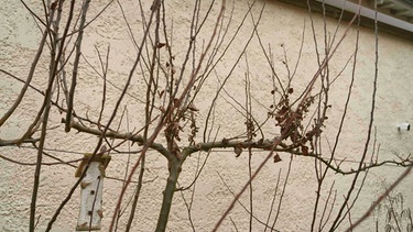 Winterlicher Spalierobstschnitt (Apfelbaumschnitt) mit Nadine Haser und Kurt Mayer, Kasing, Lkr. Eichstätt)
| Bild: BR / Marcus Marschall