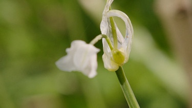 Allium paradoxum (Wunder-Lauch oder Heckenzwiebel) mit Barbara Krasemann (Dixenhausen) | Bild: BR / Detlef Krüger
