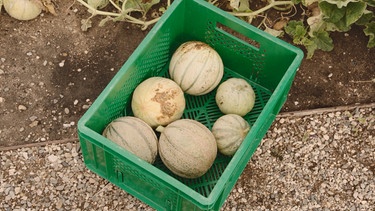 Charentais-Zuckermelonen mit Tino Hedrich (LWG Bamberg): Sorten 'Tonga' (groß) und 'Murrmel' (klein) | Bild: BR