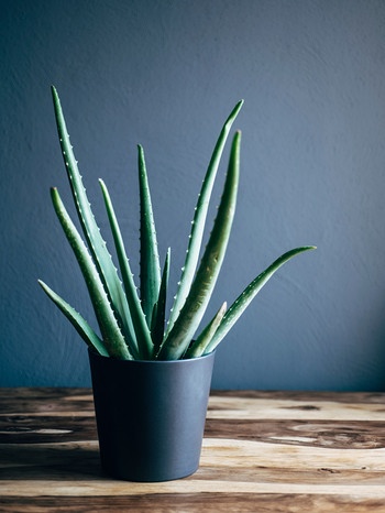 Aloe Vera Pflanze in einer Wohnung | Bild: mauritius images / Westend61 / Ina Peters