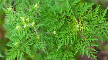 Bilder der Ambrosiapflanze. | Bild: picture-alliance/dpa