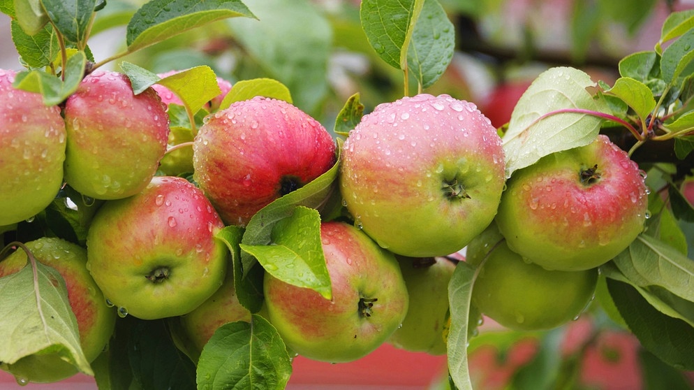 Roter Apfel gesund?: Welche Äpfel sind gesünder - rote oder grüne? | Bayern  1 | Radio