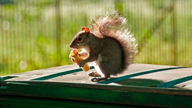 Eichhörnchen isst Apfel | Bild: mauritius-images