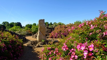 Rhododendron- und Landschaftspark im Schloss Dennenlohe | Bild: mauritius-images