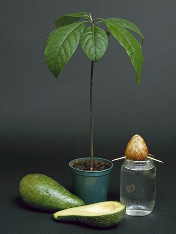 Eine aufgeschnittene Avocado, neben einem treibenen Avocadokern und einem Avocadobäumchen. | Bild: picture-alliance/dpa