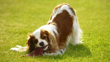 Ein Hund sitzt auf einer Wiese und frisst rohes Fleisch.  | Bild: picture-alliance/dpa