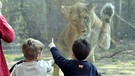 Kinder betrachten einen Löwen im Zoo. | Bild: picture-alliance/dpa
