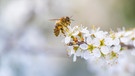 Biene sitzt auf einem Kirschzweig | Bild: mauritius-images