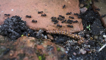 Ameisen krabbeln über ein Stück Ton. | Bild: picture-alliance/dpa