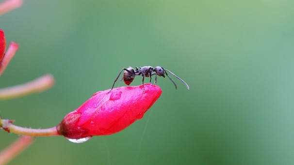 Ameise sitzt auf einer Fuchsien-Knospe | Bild: mauritius images