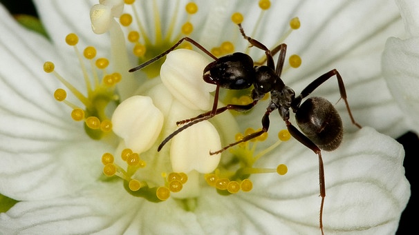 Ameise sitzt auf einer Fuchsien-Knospe | Bild: mauritius images