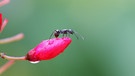Ameise sitzt auf einer Fuchsien-Knospe | Bild: mauritius images