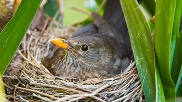 Amsel sitzt brütend in einem Nest | Bild: mauritius images / Alfred Schauhuber / imageBROKER