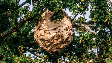 Ein Nest der asiatischen Hornisse hängt in einem Baum | Bild: mauritius images