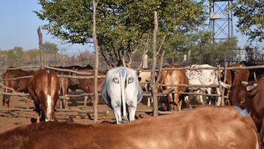 Augen auf dem Hinterteil einer Kuh in einer Rinderherde in Botsuana | Bild: Foto: Neil Jordan/Taronga Western Plains Zoo/dpa