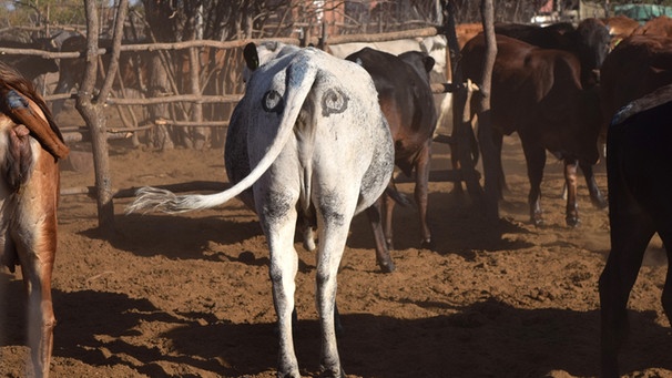 Aufgestempelte Augen auf dem Hintern einer Kuh, die in einer Herde steht in Botswana | Bild: Neil Jordan/Taronga Western Plains Zoo/dpa