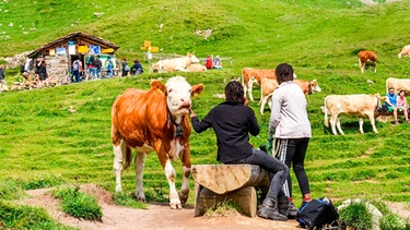 Kühe beim Bergwandern | Bild: mauritius images / Petr Pohudka / Alamy / Alamy Stock Photos