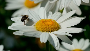 Eine Biene sitzt auf einer Margeritenblüte | Bild: mauritius images / Martin Fiedler / Alamy / Alamy Stock Photos