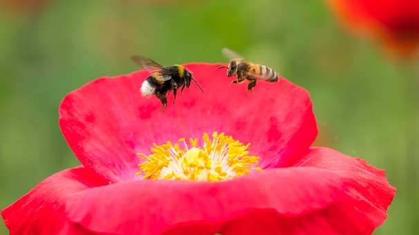 Honig- und Wildbiene im Anflug auf eine Mohnblüte | Bild: mauritius-images