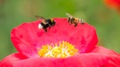 Honig- und Wildbiene im Anflug auf eine Mohnblüte | Bild: mauritius-images