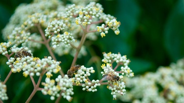 Auf einem blühenden Bienebaum tummeln sich Bienen. | Bild: mauritius images / McPhoto/Rolf Mueller / Alamy / Alamy Stock Photos