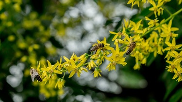 Gelb blühende Bienenesche mit fleißigen Bienen. | Bild: mauritius images / Ivanita / Alamy / Alamy Stock Photos