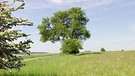 Alter, freistehender Birnbaum in Franken | Bild: BR