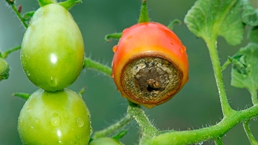 Blütenendfäule Tomaten | Bild: mauritius-images