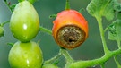 Blütenendfäule Tomaten | Bild: mauritius images / Nigel Cattlin / Alamy / Alamy Stock Photos