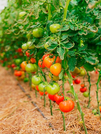 Blütenendfäule Tomaten | Bild: mauritius images / Olena Ivanova / Alamy / Alamy Stock Photos